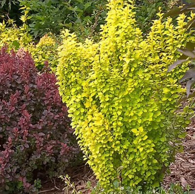 Golden Torch Barberry | photo courtesy of McKay Nursery