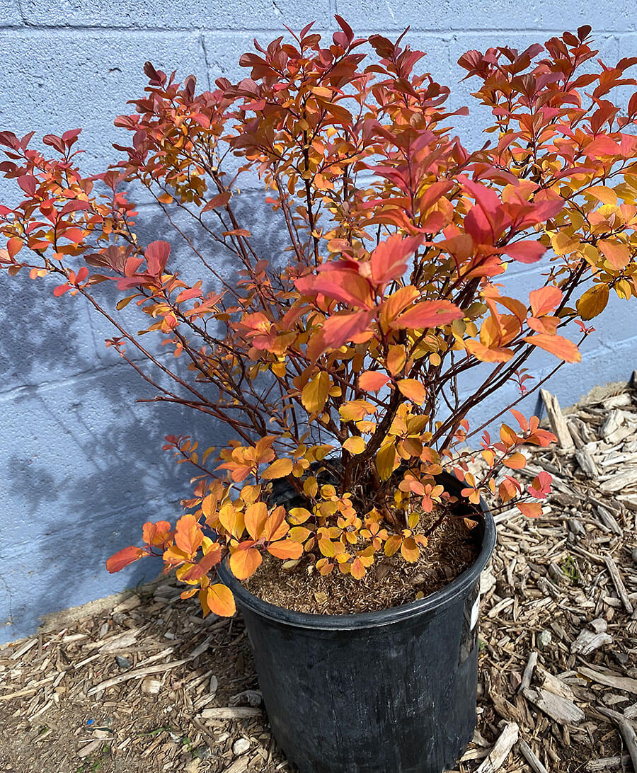 Tor Birchleaf Spirea at Wyoming Plant Company Garden Center