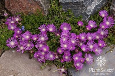 Table Mountain® Hardy Ice Plant | photo courtesy of Plant Select