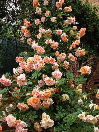 First Editions® Above and Beyond™ Rose | photo courtesy of Bailey Nurseries