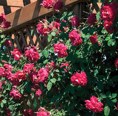First Editions® Ramblin' Red® Rose | photo courtesy of Bailey Nurseries