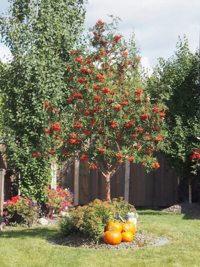 Showy Mountain Ash | photo courtesy of Bron and Sons Nursery