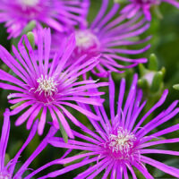 Table Mountain® Hardy Ice Plant