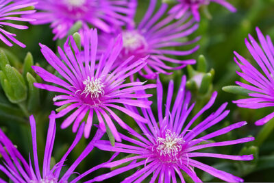 Table Mountain® Hardy Ice Plant | Image by beauty_of_nature from Pixabay