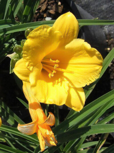 Stella de Oro Daylily | photo courtesy of Bron and Sons Nursery