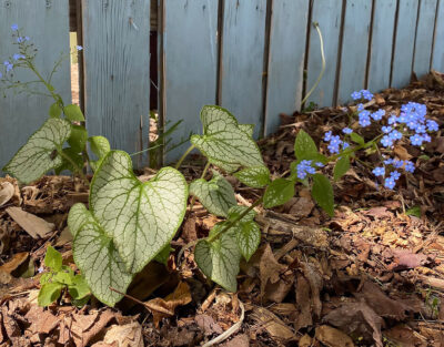 'Jack Frost' brunnera