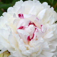 Festiva Maxima Peony