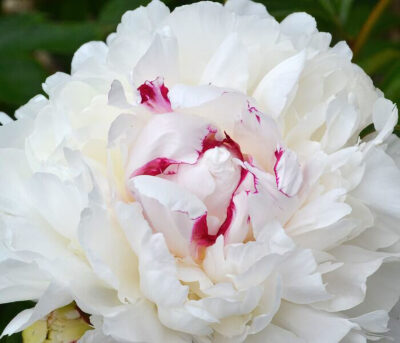 Festiva Maxima Peony | photo courtesy Bron and Sons Nursery