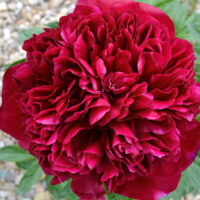 Red Memorial Day Peony