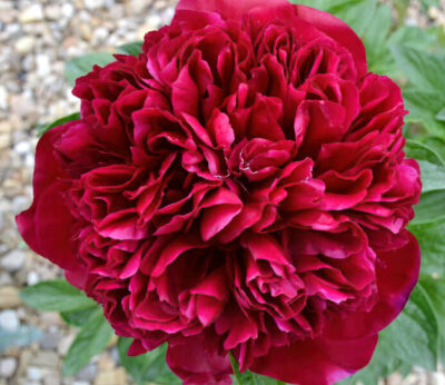 Red Memorial Day Peony | photo courtesy Bron and Sons Nursery