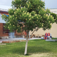 Ohio Buckeye