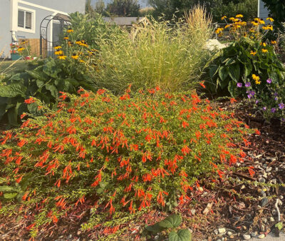 Orange Carpet® Hummingbird Trumpet