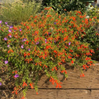 Orange Carpet® Hummingbird Trumpet