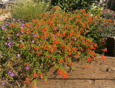 Orange Carpet® Hummingbird Trumpet