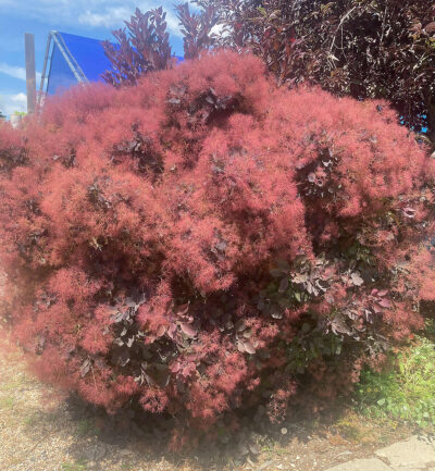 Royal Purple Smokebush | Photo at Wyoming Plant Company Garden Center