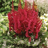 Vision in Red Astilbe 
