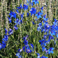 Blue Butterfly Delphinium