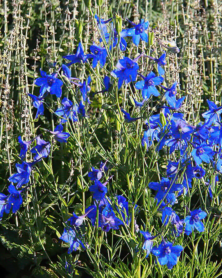 Blue Butterfly Delphinium | photo courtesy of Bron and Sons Nursery