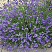 Munstead Lavender