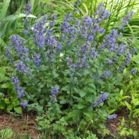 Purrsian Blue Catmint