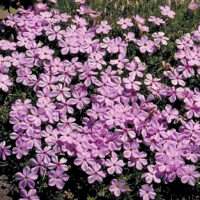 Emerald Pink Creeping Moss Phlox