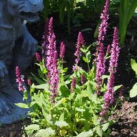 Rose Marvel Salvia