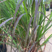 Blackhawks Big Bluestem Grass