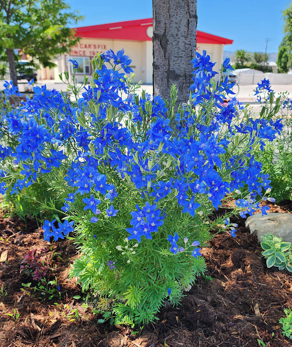 Blue Butterfly Delphinium on the Old Yellowstone Highway in Old Yellowstone District of Casper | photo by Sydney Ross