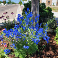 Blue Butterfly Delphinium