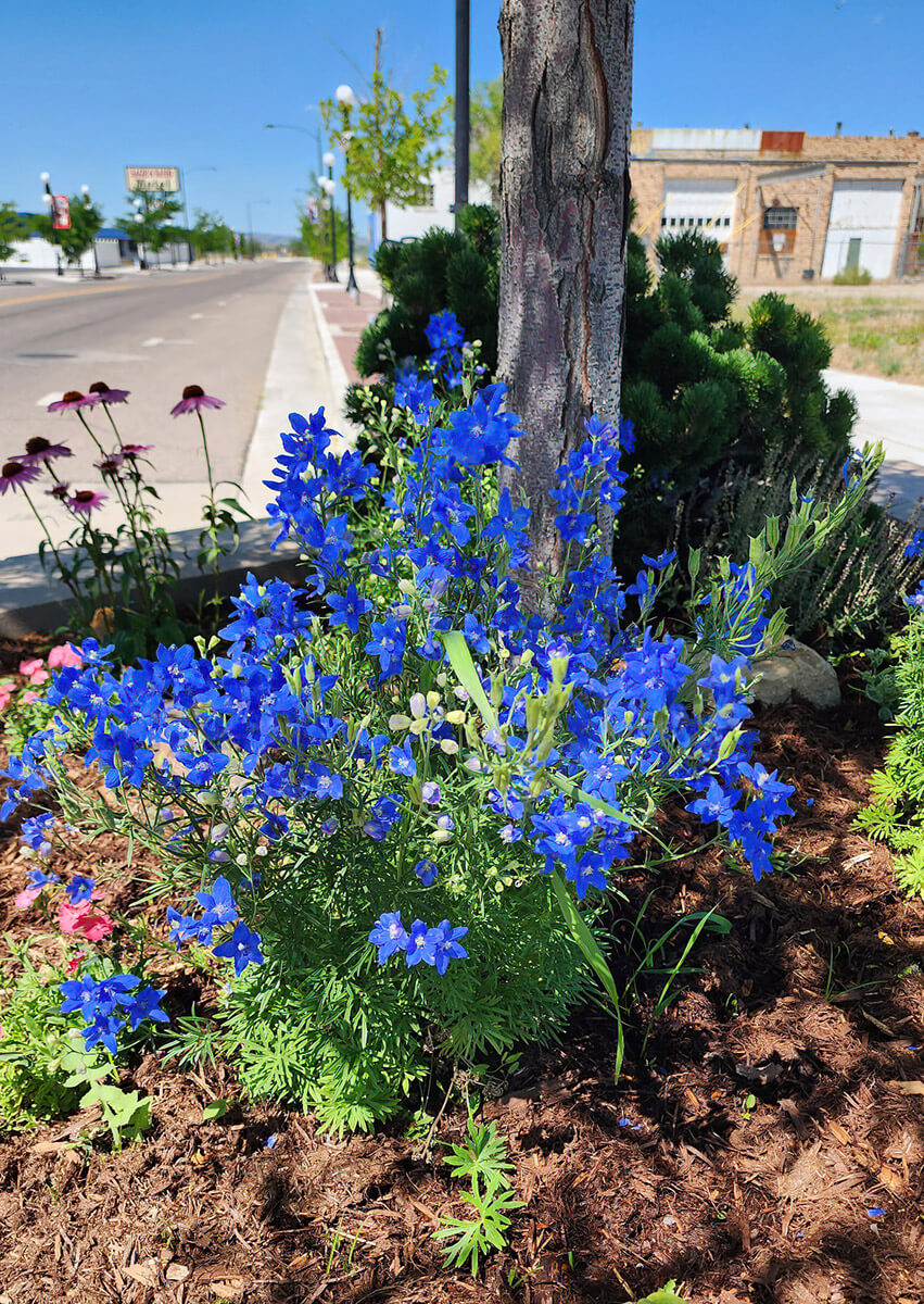 Blue Butterfly Delphinium on the Old Yellowstone Highway in Old Yellowstone District of Casper | photo by Sydney Ross