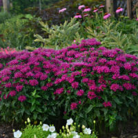 Grape Gumball® Bee Balm