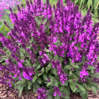 Rose Marvel Salvia