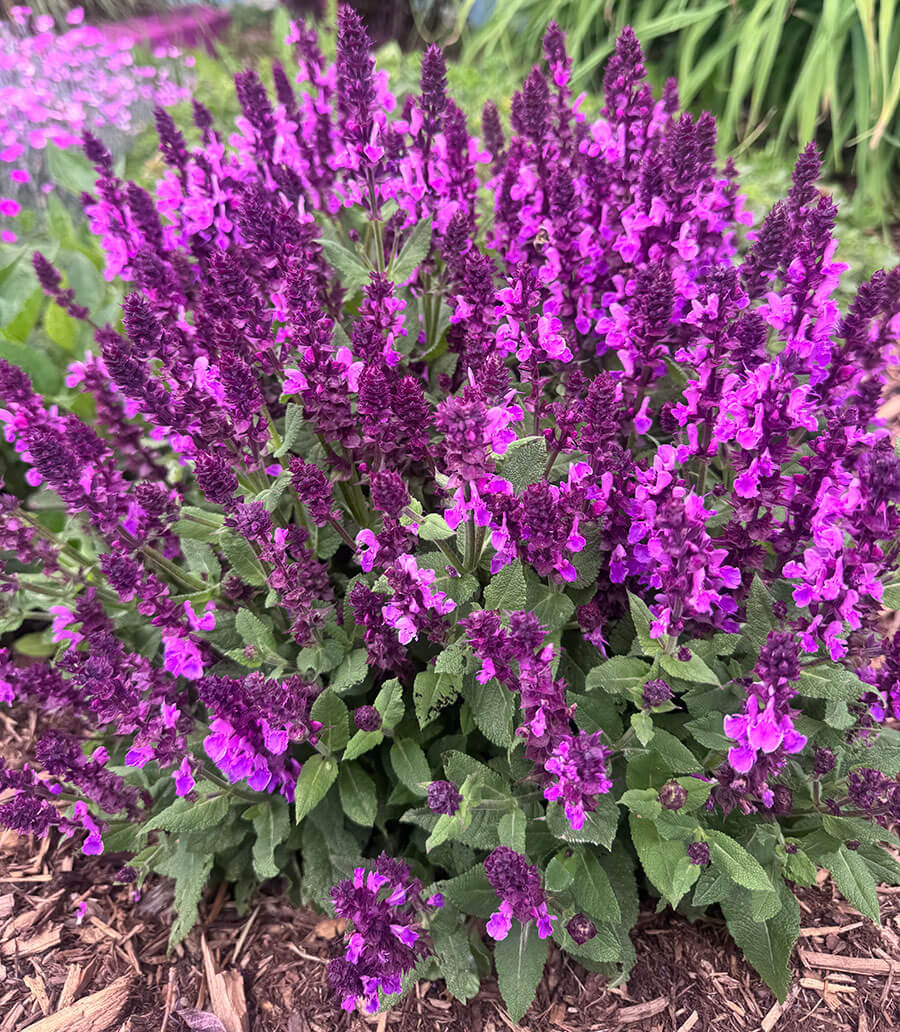Rose Marvel Salvia at the Wyoming Plant Company Garden Center