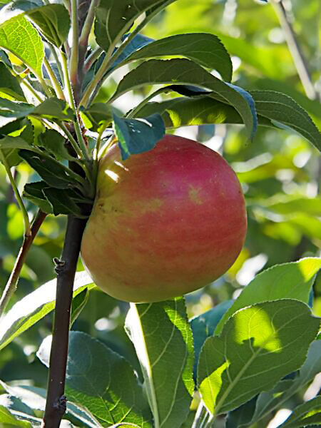 Zestar!® Apple | photo courtesy of Bron and Sons Nursery