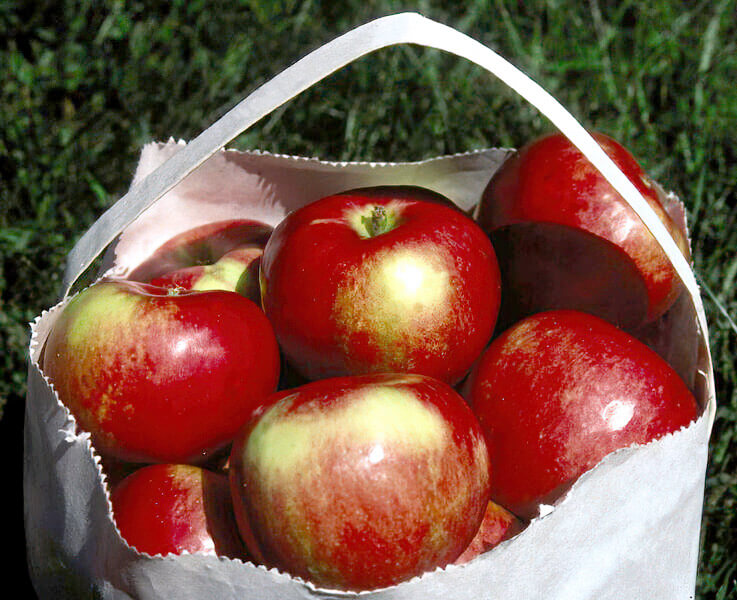 State Fair Apple | photo courtesy of Bron and Sons Nursery