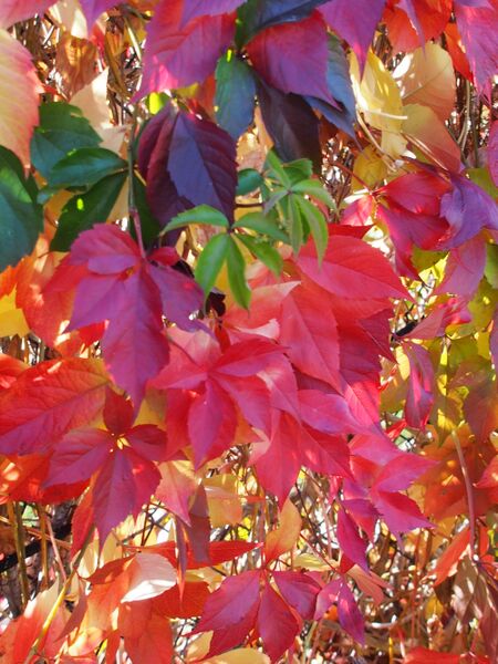 Virginia Creeper | photo courtesy of Bron and Sons Nursery
