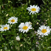 Alaska Shasta Daisy