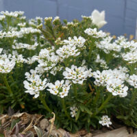 Purity Candytuft