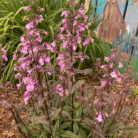 Midnight Masquerade® Beardtongue