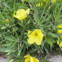Missouri Evening Primrose