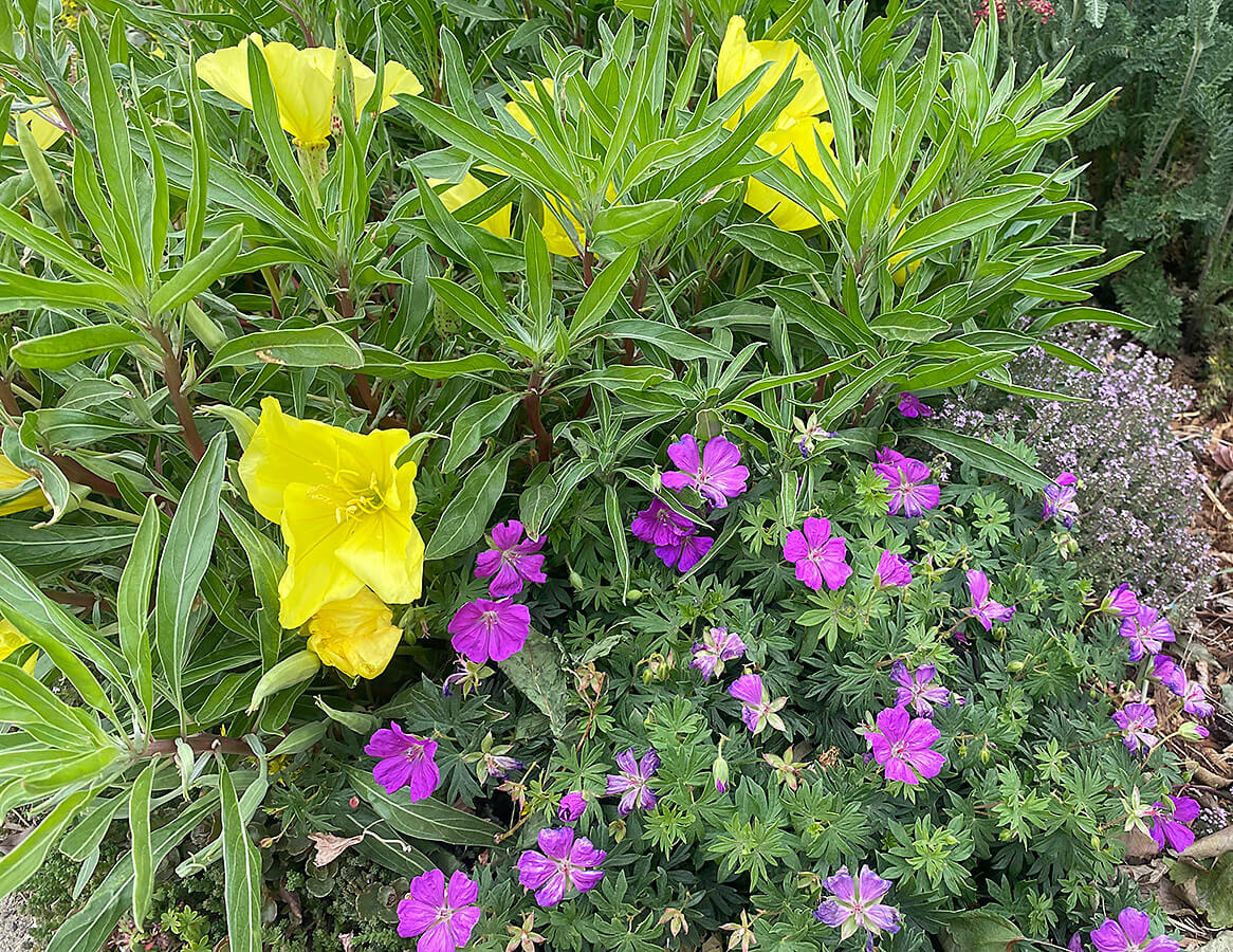 Missouri Evening Primrose with Cranesbill at Wyoming Plant Company garden center