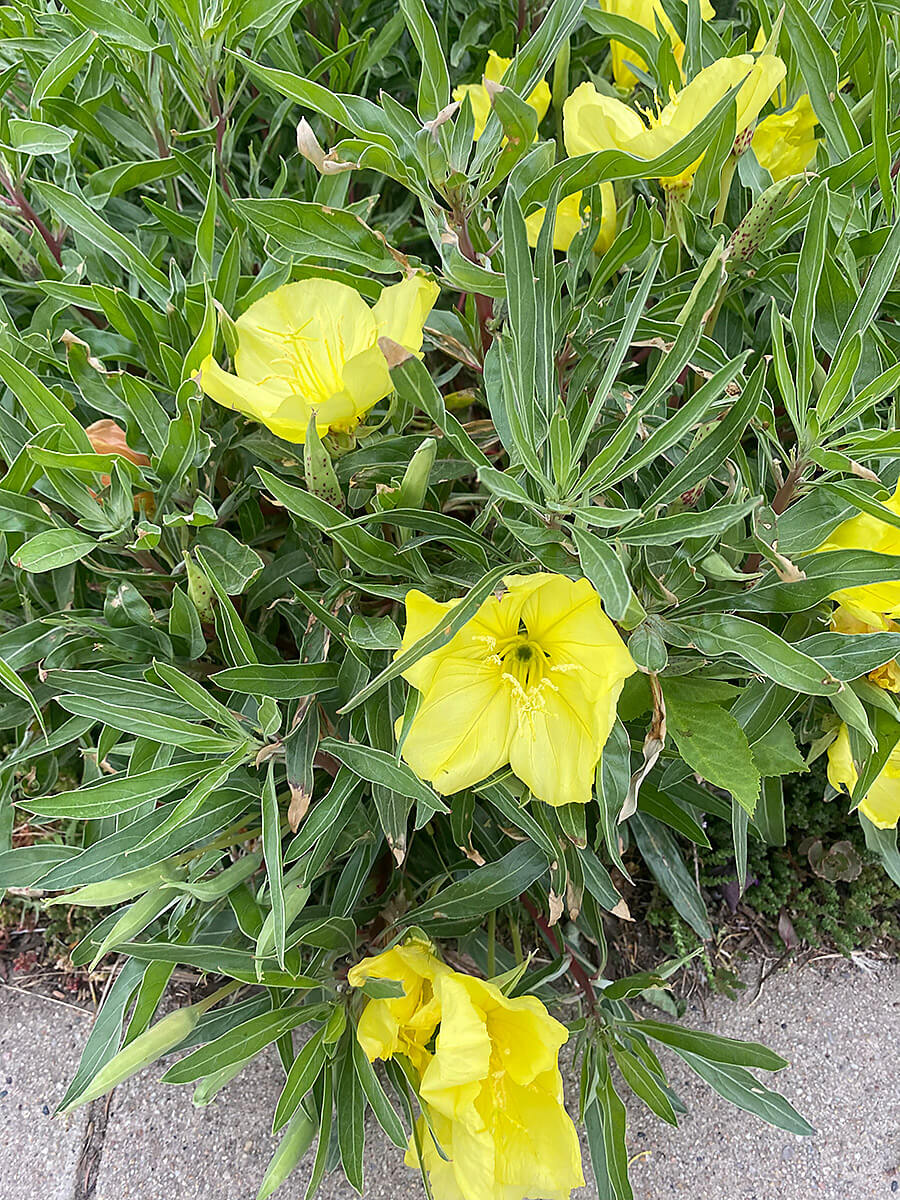 Missouri Evening Primrose at Wyoming Plant Company garden center