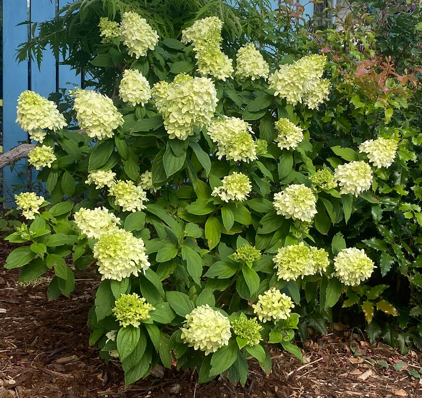 Limelight Hydrangea at the Wyoming Plant Company garden center