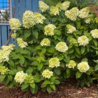 Limelight Hydrangea