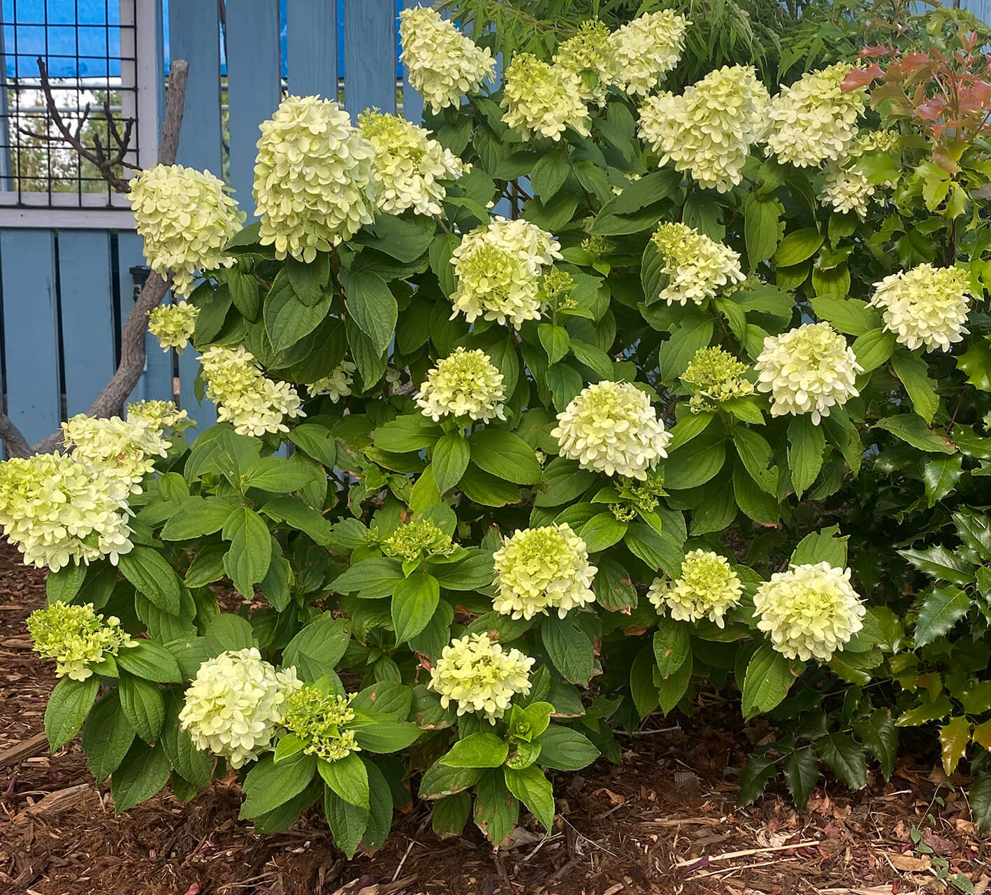 Limelight Hydrangea at the Wyoming Plant Company garden center