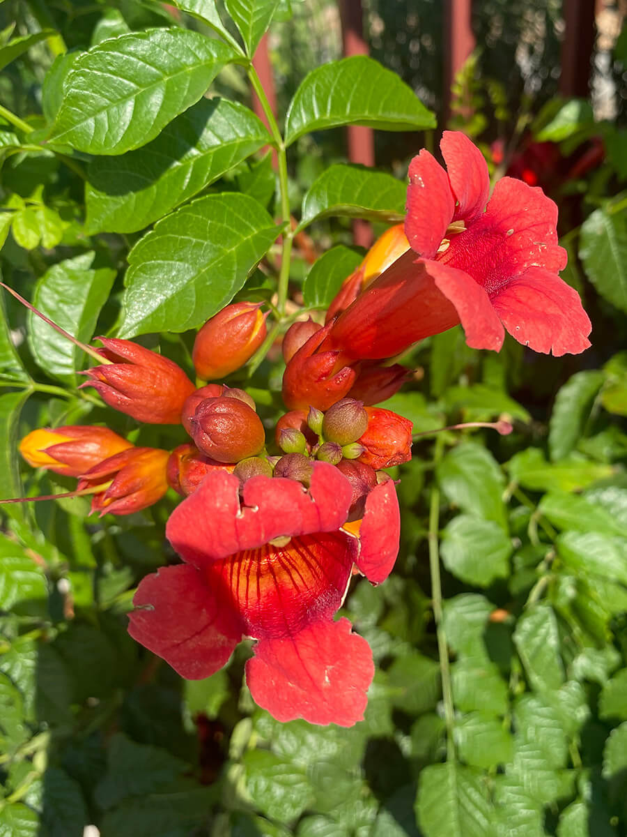 Trumpet vine in Casper at the Montessori School