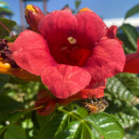 Trumpet Vine