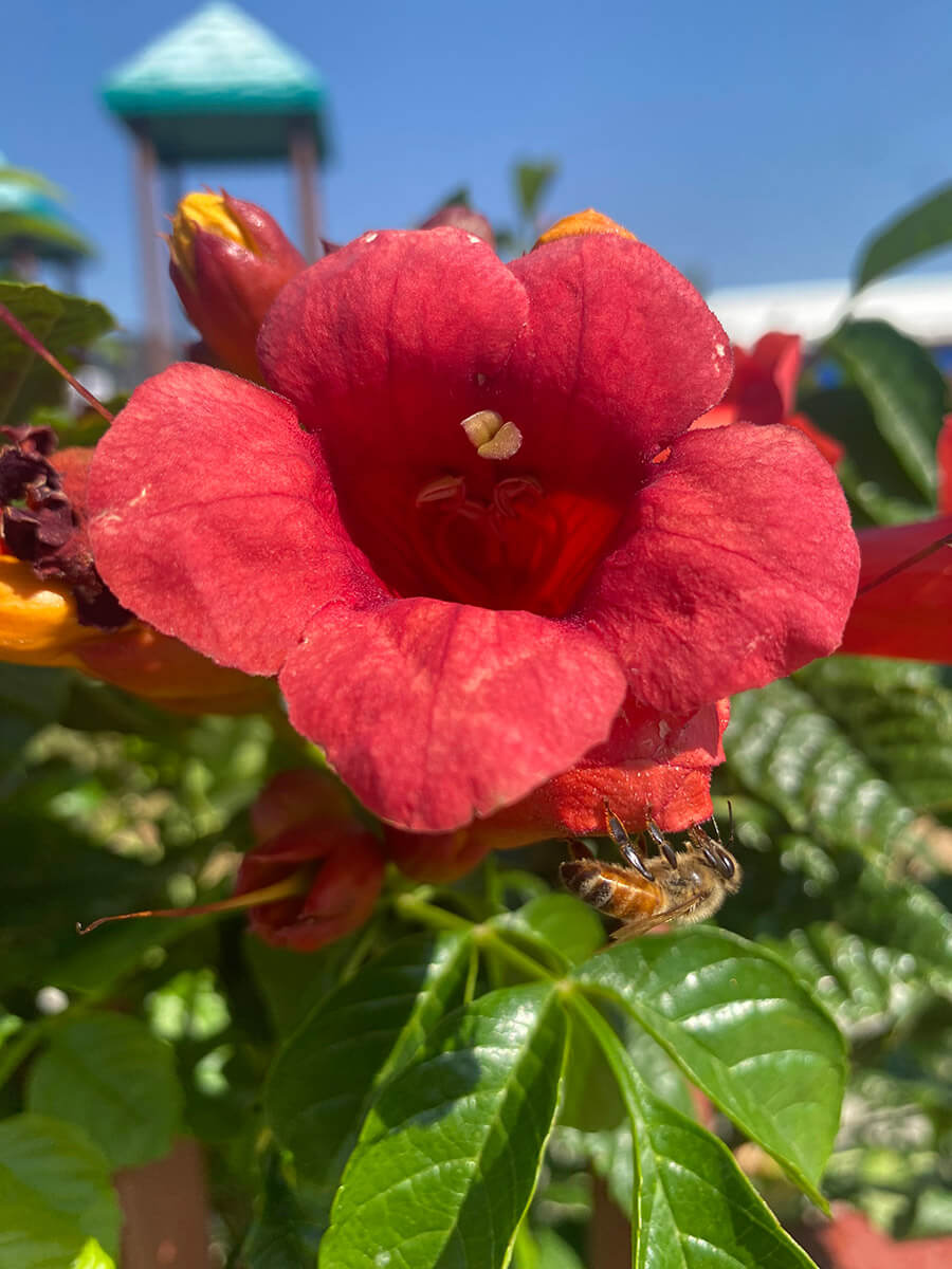 Trumpet vine in Casper at the Montessori School