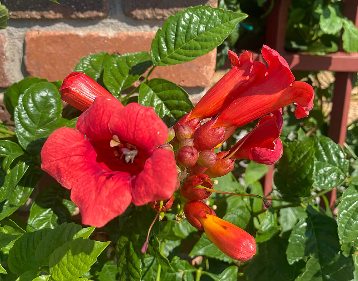 Trumpet vine in Casper at the Montessori School