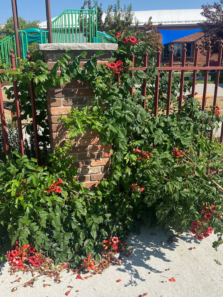 Trumpet vine in Casper at the Montessori School
